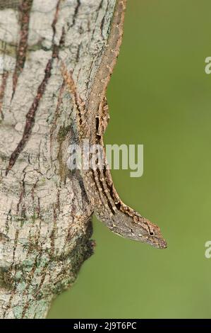 USA, Texas, South Padre Island. Male brown anole on tree trunk. Stock Photo