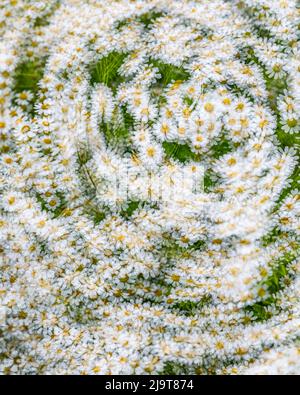 USA, Washington State, Seabeck. Composite abstract of Santa Barbara daisies. Stock Photo