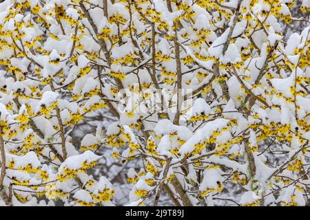 USA, Washington State, Seabeck. Snow on witch hazel tree. Stock Photo