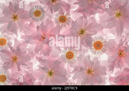USA, Washington State, Seabeck. Flowering pink cherry blossom and Santa Barbara daisy patterns. Stock Photo