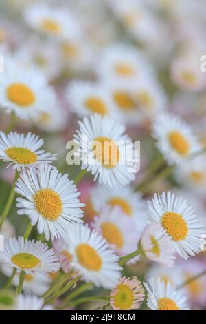 USA, Washington State, Seabeck. Close-up of Santa Barbara daisies. Stock Photo