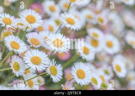 USA, Washington State, Seabeck. Close-up of Santa Barbara daisies. Stock Photo