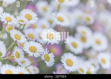USA, Washington State, Seabeck. Santa Barbara daisies. Stock Photo
