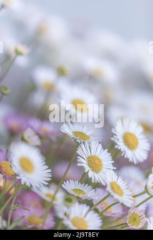 USA, Washington State, Seabeck. Santa Barbara daisies. Stock Photo