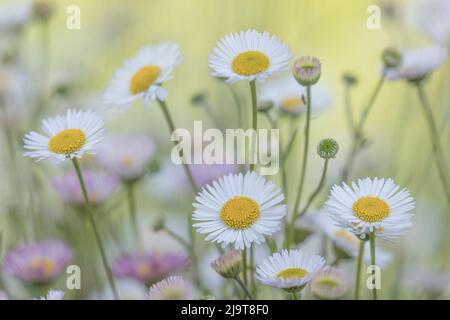 USA, Washington State, Seabeck. Santa Barbara daisies. Stock Photo