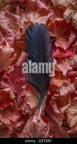 USA, Washington State, Seabeck. Crow feather on vine maple leaves in autumn. Stock Photo