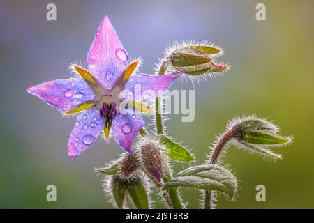 USA, Washington State, Seabeck. Raindrops on borage flower. Stock Photo