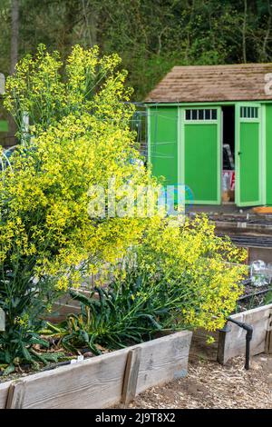 Issaquah, Washington State, USA. Springtime show of over-wintered Mustard Greens in bloom in a raised bed garden with a green shed in the background, Stock Photo