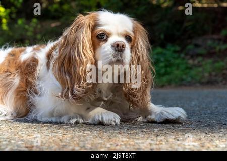 Issaquah, Washington State, USA. Elderly Cavalier King Charles Spaniel reclining on a cement driveway. (PR) Stock Photo