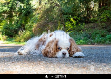 Issaquah, Washington State, USA. Elderly Cavalier King Charles Spaniel reclining on a cement driveway. (PR) Stock Photo