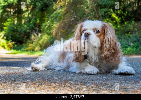 Issaquah, Washington State, USA. Elderly Cavalier King Charles Spaniel reclining on a cement driveway. (PR) Stock Photo