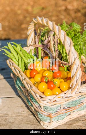 Issaquah, Washington State, USA. Basket of freshly harvested organic produce, including red cherry tomatoes, yellow (Gold Nugget) cherry tomatoes, gre Stock Photo