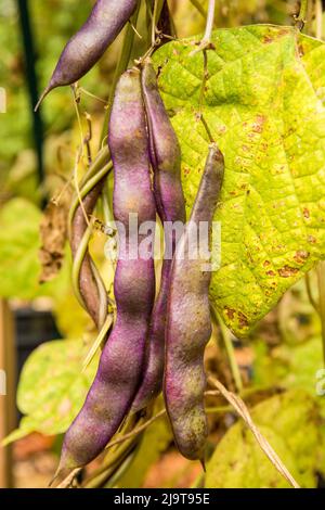 Issaquah, Washington State, USA. Violet Podded Stringless pole beans left to have the pods dry on the vine, for seed saving purposes, in an Autumn gar