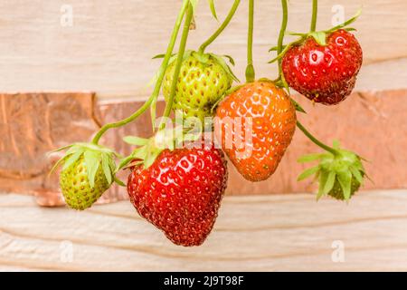 Everbearing strawberries growing in a raised bed garden, with copper ...