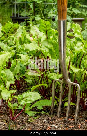 Issaquah, Washington, USA. Garden fork lifting up compost and common ...