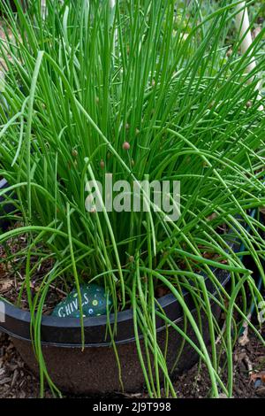 Issaquah, Washington State, USA. Springtime over-wintered chives with flower buds with a hand-painted rock saying 'chives'. Stock Photo