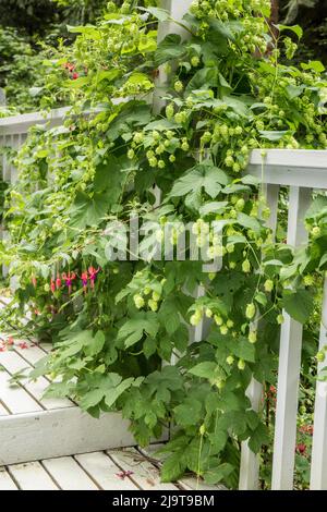 Issaquah, Washington State, USA. Hops plant with cones growing as a climbing plant up the side of a porch Stock Photo