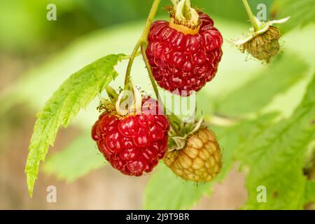 Issaquah, Washington State, USA. Raspberries on the vine in various ...