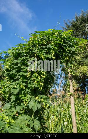 Bellevue, Washington State, USA. Hops plant growing on a trellis with sweet corn in the background. Stock Photo