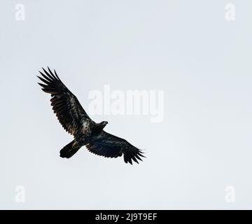 Issaquah, Washington State, USA. Juvenile Bald Eagle in flight in Lake Sammamish State Park. Stock Photo