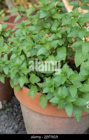 Bellevue, Washington State, USA. Chocolate mint plants growing in a container garden. Stock Photo