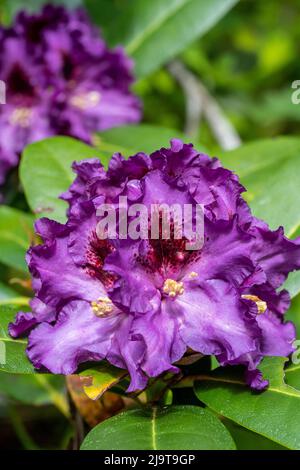 Issaquah, Washington State, USA. Purple Pacific Rhododendron blossom in Springtime. Stock Photo