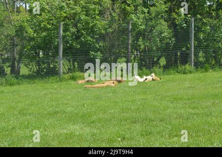 Lions laying in grassy field sleeping Stock Photo