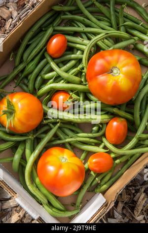 Issaquah, Washington State, USA. Box of freshly harvested green beans and tomatoes Stock Photo