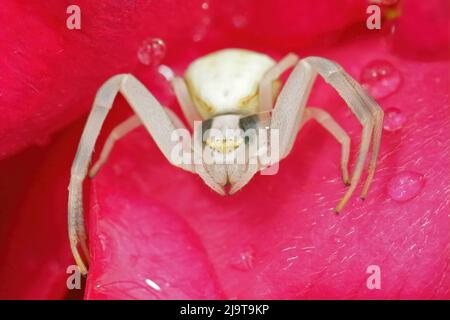 Colorful closeup on a white goldenrod crab spider , Misumena vatia, hiding in a red rose from the rain Stock Photo
