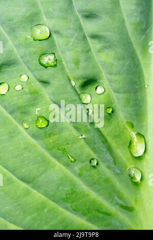 Issaquah, Washington State, USA. Raindrops on Hosta 'Krossa Regal' plant Stock Photo