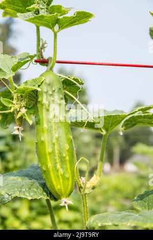 Issaquah, Washington State, USA. Diva Cucumber growing up a trellis. Stock Photo