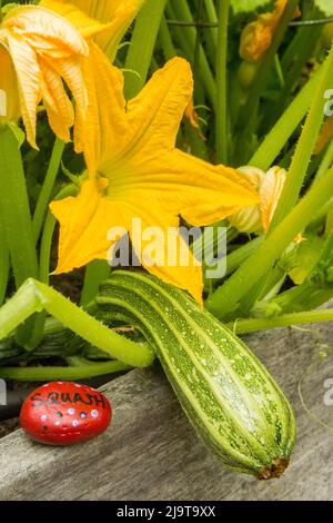 Issaquah, Washington State, USA. Romanesco Zucchini plant. Stock Photo