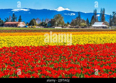 Colorful tulips, Skagit Valley, Washington State. Stock Photo