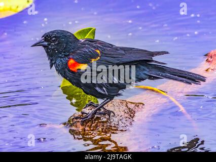Red-winged blackbird, Juanita Bay Park, Lake Washington, Kirkland, Washington State. Stock Photo