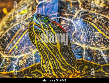 Lily pads, Juanita Bay Park, Lake Washington, Kirkland, Washington State. Stock Photo