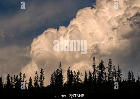 Trees silhouetted against cumulus cloud, Yellowstone National Park, Wyoming Stock Photo