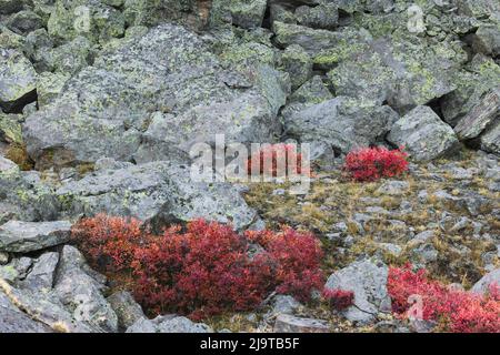 Blueberry leaves in autumn red coloration, Yellowstone National Park, Wyoming Stock Photo