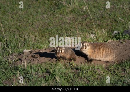 USA, Wyoming, Yellowstone National Park. American badger female and kits at den site. Stock Photo