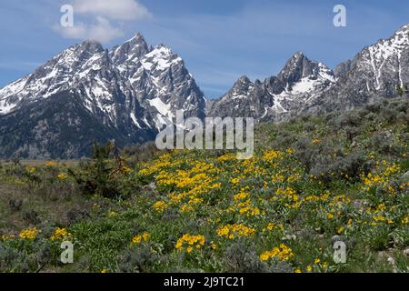 USA, Wyoming, Grand Teton National Park. Grand Teton Range and arrowleaf balsamroot wildflowers. Stock Photo