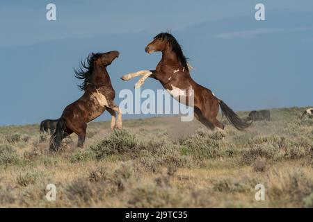 USA, Wyoming. Wild horse stallions fighting. Stock Photo