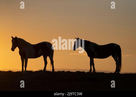 USA, Wyoming. Wild horses silhouetted at sunset. Stock Photo