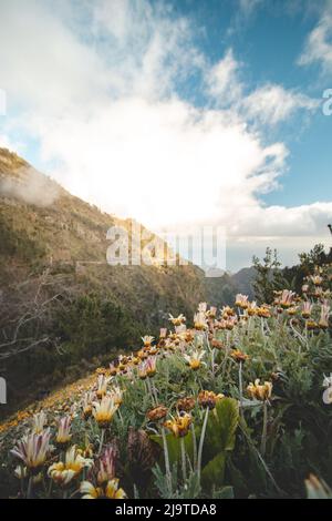 Sunrise with spring flowers and mountains near the city of Funchal on the island of Madeira, in the Portuguese part. Clouds begin to swell over the la Stock Photo