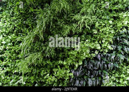 Green plant wall background. Texture leaf bush in nature garden. High quality photo Stock Photo