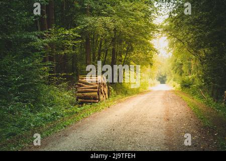 Dirt road through a moody green forest, summer view Stock Photo