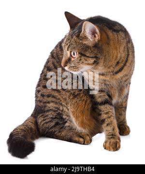 The cat isolated on a white background. Domestic european tabby grey-brown plain cat. Kitten looking away. Nice animal. Kitty. Stock Photo