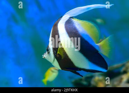 Angel fish long tail swimming in aquarium. This fish usually lives in the Amazon, Orinoco and Essequibo river basins in tropical South America. Stock Photo