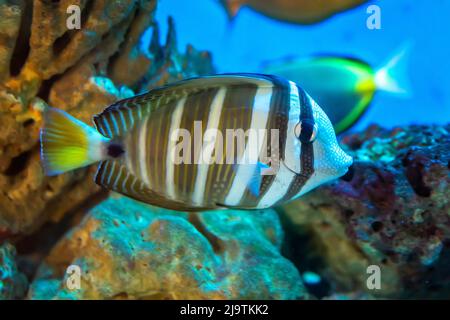 Angel fish long tail swimming in aquarium. This fish usually lives in the Amazon, Orinoco and Essequibo river basins in tropical South America. Stock Photo