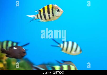 Angel fish long tail swimming in aquarium. This fish usually lives in the Amazon, Orinoco and Essequibo river basins in tropical South America. Stock Photo