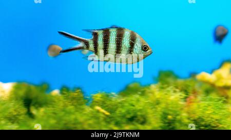 Angel fish long tail swimming in aquarium. This fish usually lives in the Amazon, Orinoco and Essequibo river basins in tropical South America. Stock Photo