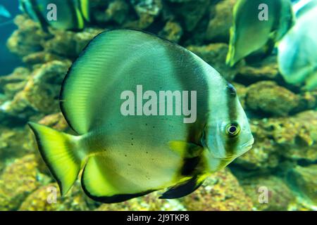 Angel fish long tail swimming in aquarium. This fish usually lives in the Amazon, Orinoco and Essequibo river basins in tropical South America. Stock Photo